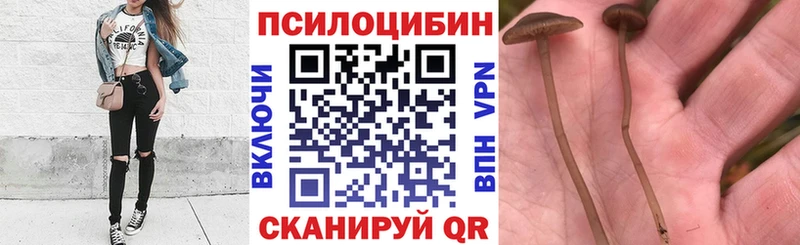 Псилоцибиновые грибы мухоморы  блэк спрут сайт  Петропавловск-Камчатский  купить  цена 